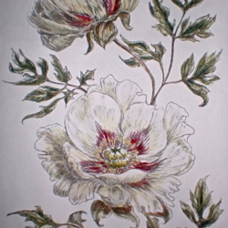 Tree paeony