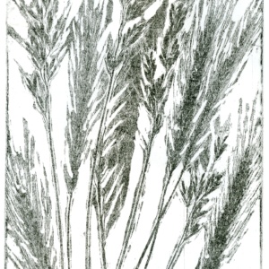 Grasses - soft ground etching print
