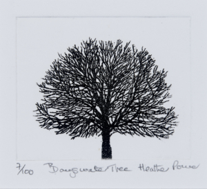 Bayswater Tree