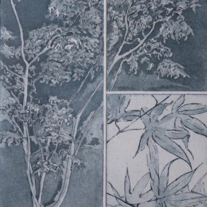 H.Fox, Acer Palmatum