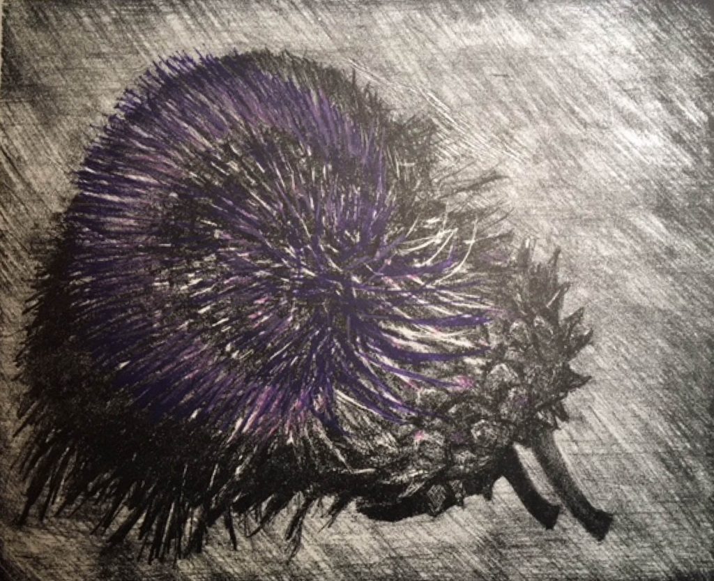 cardoon with shadow lithograph